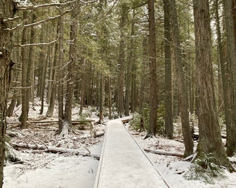 Digital Print - Snowy Boardwalk