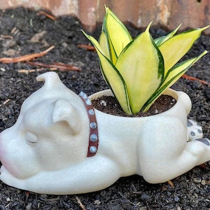 May include: A white ceramic planter shaped like a dog, with a brown studded collar, holding a green and yellow snake plant.