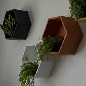 Könnte beinhalten: Eine Sammlung sechseckiger Wandregale in verschiedenen Farben, darunter Schwarz, Weiß und Braun. Jedes Regal beherbergt eine andere Art von Grünpflanze, was eine moderne und natürliche Ästhetik schafft. Die Regale sind an einer weißen Wand befestigt.