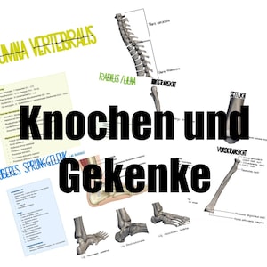 Lernzettel Physiotherapie, Anatomie (Knochen und Gelenke)