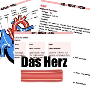 May include: A diagram of the human heart with labels in German. The heart is shown in red and blue, with arrows indicating the flow of blood. The diagram also includes labels for the different chambers of the heart, the valves, and the major blood vessels.