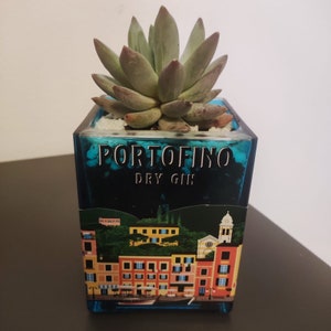 Può includere: Una pianta succulenta in un vaso quadrato di vetro. Il vaso è decorato con una scena di città costiera e le parole "Portofino Dry Gin". La pianta ha foglie verdi e rossastre.