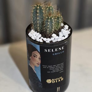 Può includere: Un cactus in vaso in una bottiglia di vino nera riciclata. La bottiglia presenta un'etichetta con il testo "SELENE GRILLO" e l'illustrazione di una donna. Il cactus ha steli verdi e piccoli sassi bianchi.