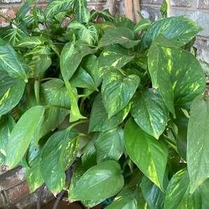 May include: A large potted plant with green and yellow variegated leaves. The plant is in a brown pot and is sitting on a metal stand.