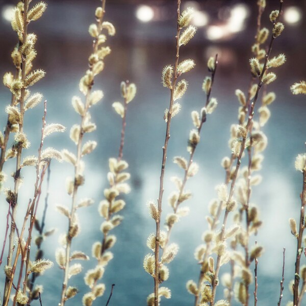 Pussy Willow Photo, Nature Photography, Digital Download Print, Printable Art, Floral Art, Dreamy Wall Art