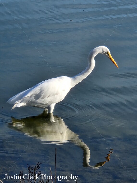 Bird on Water