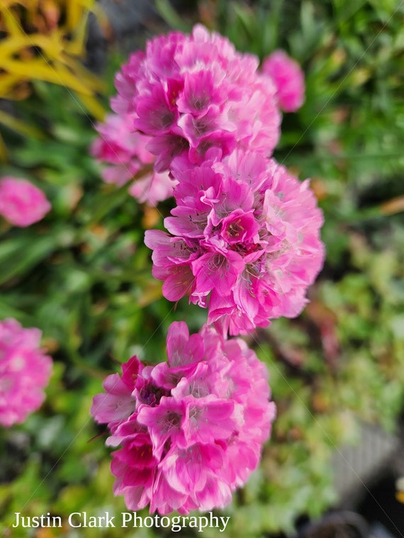 Purple Flowers