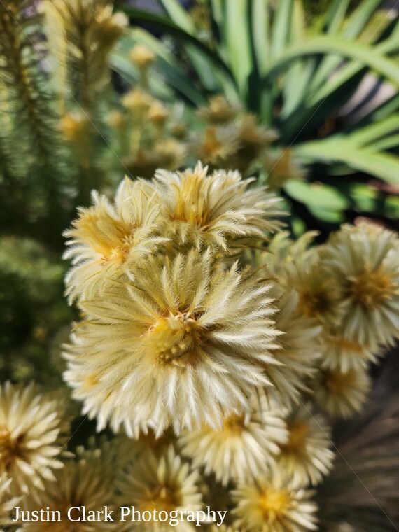 Yellow Flowers