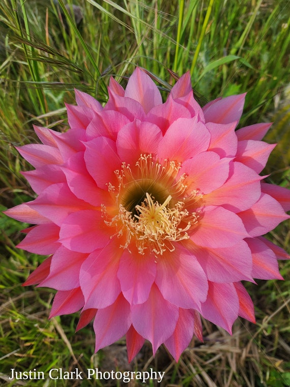 Purple and yellow flower