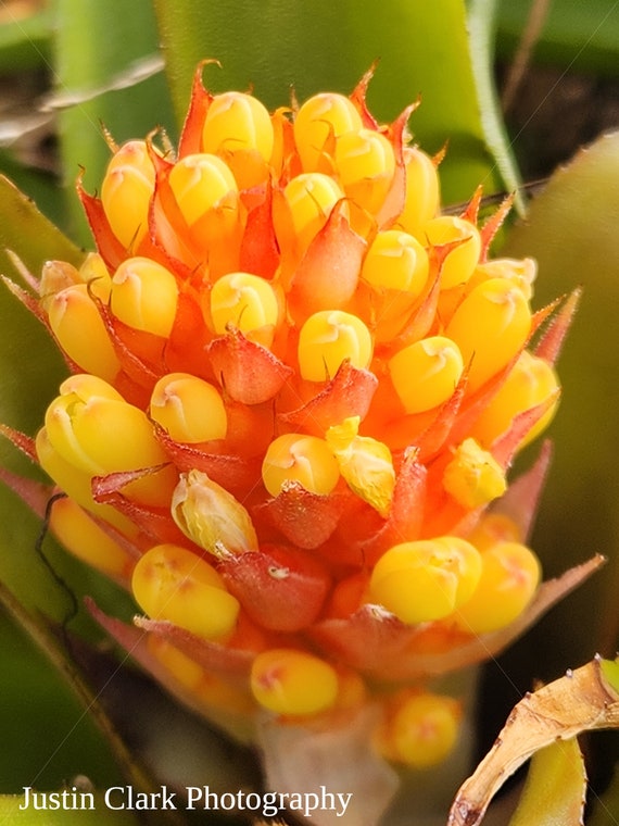 Yellow Plant