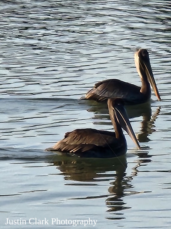 Birds on Water