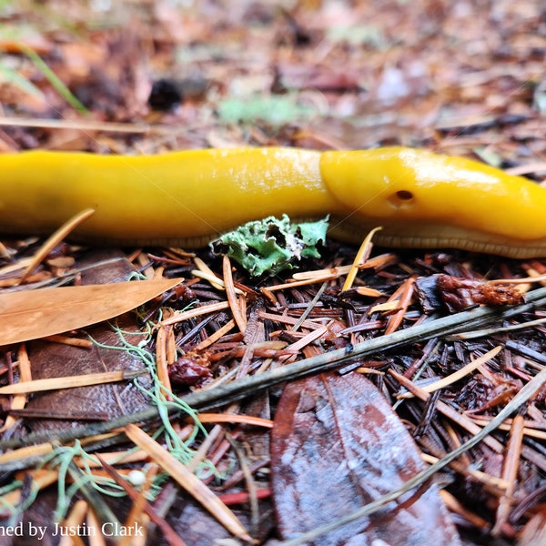 Banana Slug