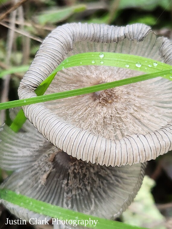 Mushroom Photography Bundle 2 - Digital Decor for Home, Nursery, Garden, Office + Classrooms