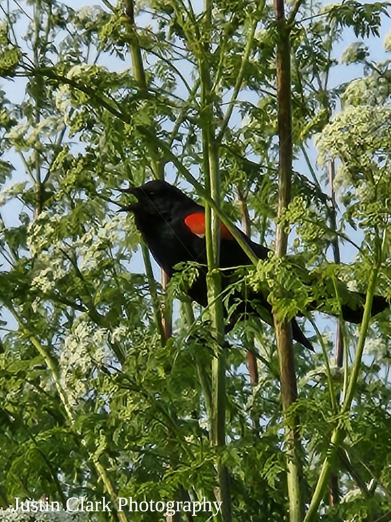 Bird in a tree