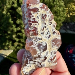 Pink Limb Casts from Texas Springs Nevada | UV Reactive | Specimen Tumbled Ancient Volcanic Wood Replacements | Ancient Earth Series