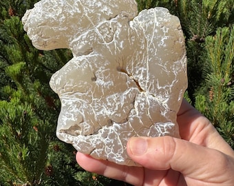 Snakeskin agate from Rome, Oregon. This botryoidal agate is specimen tumbled. Large collectors piece. 2025 year of the snake.