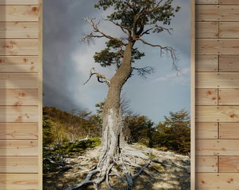 Patagonia Tree Printable Art • Nature Wall Art • Botanical Landscape Photography • Digital Download • Instant Print