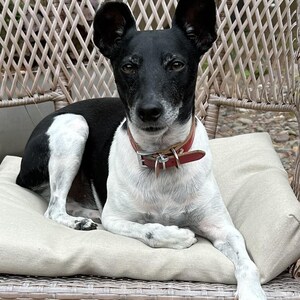 May include: A black and white dog with large ears wearing a red collar, resting on a beige cushion. The dog is sitting on a wicker chair, looking directly at the camera.