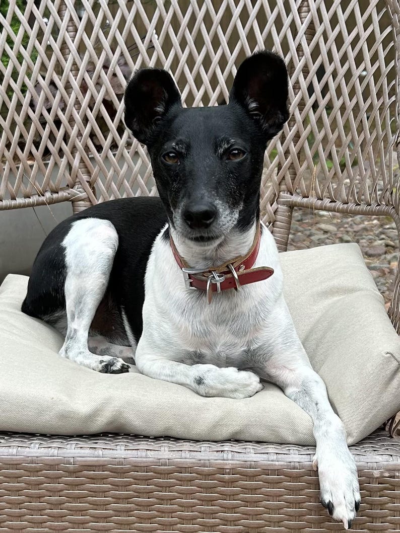 May include: A black and white dog with large ears wearing a red collar, resting on a beige cushion. The dog is sitting on a wicker chair, looking directly at the camera.