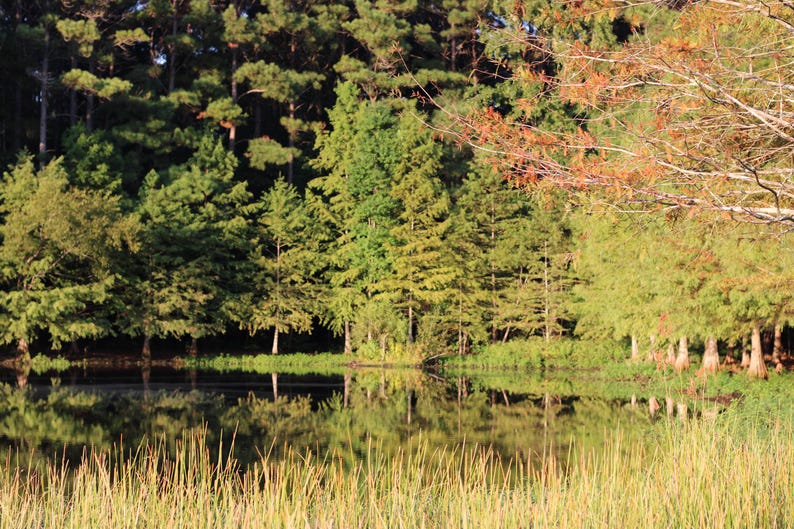 May include: A tranquil waterscape with a reflective surface mirroring the trees. The image depicts a verdant forest with diverse green and brown hues, and tall grasses in the foreground, creating a peaceful scene.