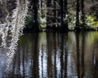 A little foliage over the water