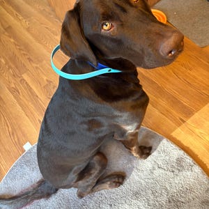 May include: A brown Labrador Retriever dog sitting on a gray rug. The dog is wearing a blue collar.