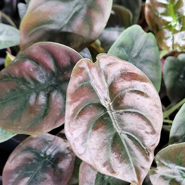 Alocasia Cuprea Red Secret plant live rare indoor houseplants in 4 inch pot