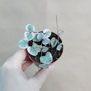 Ceropegia woodii Variegated String of Hearts live rare indoor houseplants in 3 inch pot