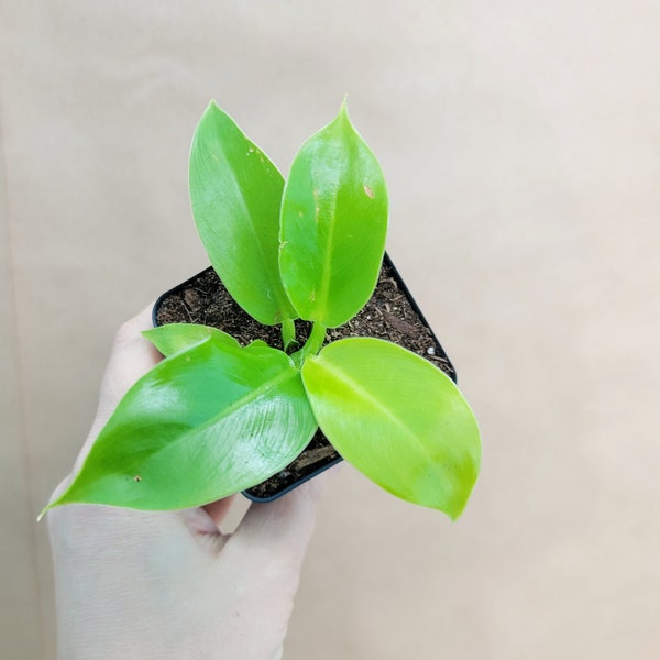 Philodendron Golden Goddess live rare indoor houseplants in 3 inch pot