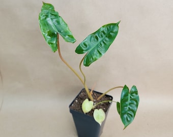 Philodendron Billietiae live rare indoor houseplants in 3 inch pot