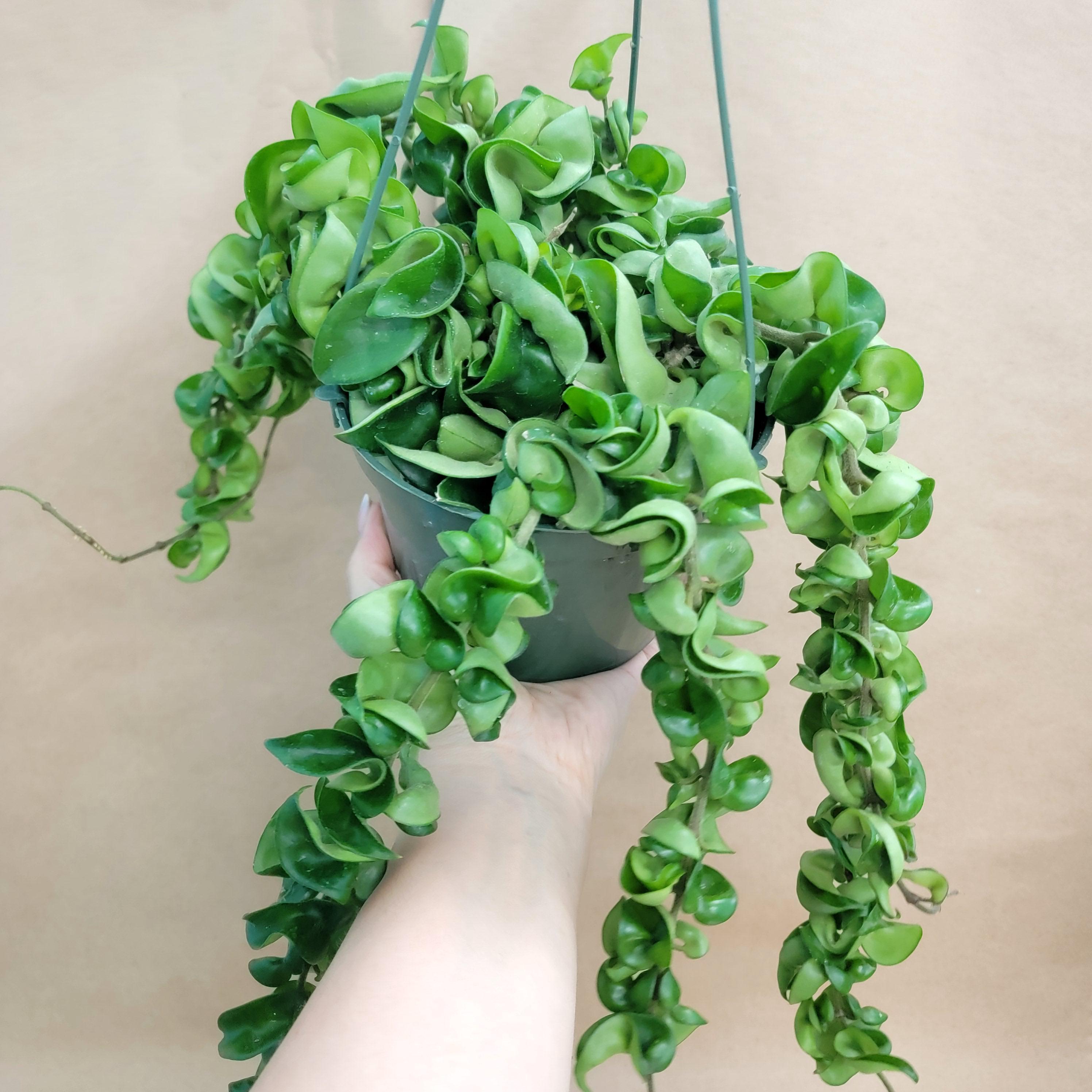 Hoya Hindu rope, Hoya carnosa Compacta plant live rare indoor houseplants in 4 inch pot