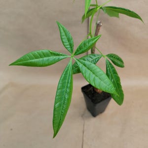 May include: A young money tree plant with vibrant green, elongated leaves radiating from a central point. The plant is potted in a small black square pot, set against a neutral background. The leaves have a textured surface.