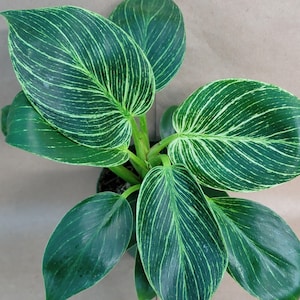 May include: A top-down view of a Philodendron Birkin plant. The plant features large, oval-shaped leaves with a dark green base color and striking white pinstripe variegation. The leaves are arranged around a central stem, showcasing the plant's lush, vibrant appearance.