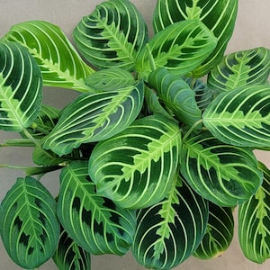 Lemon Lime Prayer Plant: Pet-Safe Tropical Houseplant in 6 Inch Pot