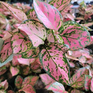 Aglaonema Lady Valentine in 3 Inch Pot – Striking Pink and Green Variegated Chinese Evergreen, Live Tropical Houseplant for Indoor Décor