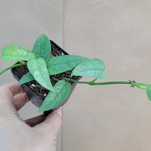 Pothos Cebu Blue ,Epipremnum pinnatum live rare indoor houseplants in 3 inch pot