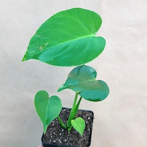 Monstera Deliciosa - Swiss Cheese Plant - Easy Care Tropical Houseplant