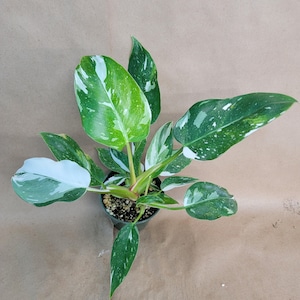 Philodendron White Princess – Rare Aroid with White Variegation in 4 inch pot, Stunning Indoor Foliage Plant, Live Houseplant for Collectors