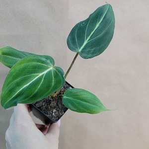 Philodendron Gloriosum Rare Plants Live Houseplants, Indoor Plants - 3 Inch Pot