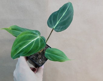 Philodendron Gloriosum rare indoor houseplants in 3 inch pot