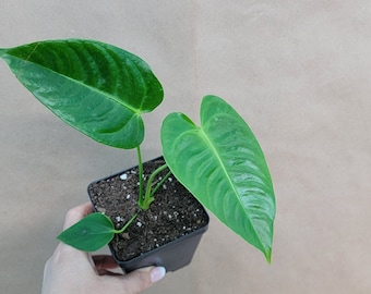 Anthurium veitchii king plant live rare indoor houseplants in 4 inch pot