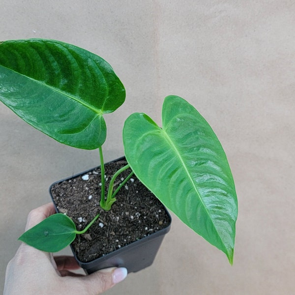 Anthurium veitchii king plant live rare indoor houseplants in 4 inch pot