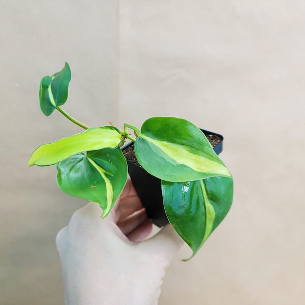 Philodendron Brasil live rare indoor houseplants in 3 inch pot