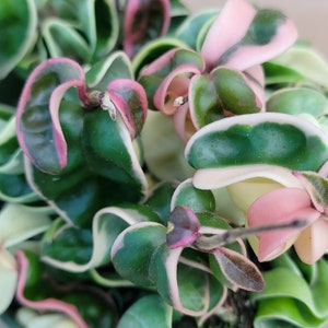 Hoya Variegated Compacta aka Variegated Hindu Rope   plant live rare indoor houseplants in 6 inch pot SHORT