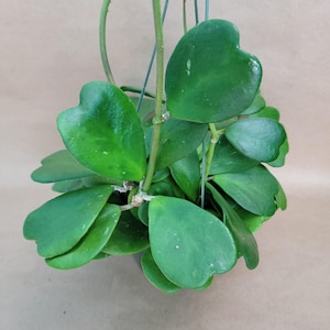 Hoya Kerrii, Sweetheart Valentine Hoya plant live rare indoor houseplants
