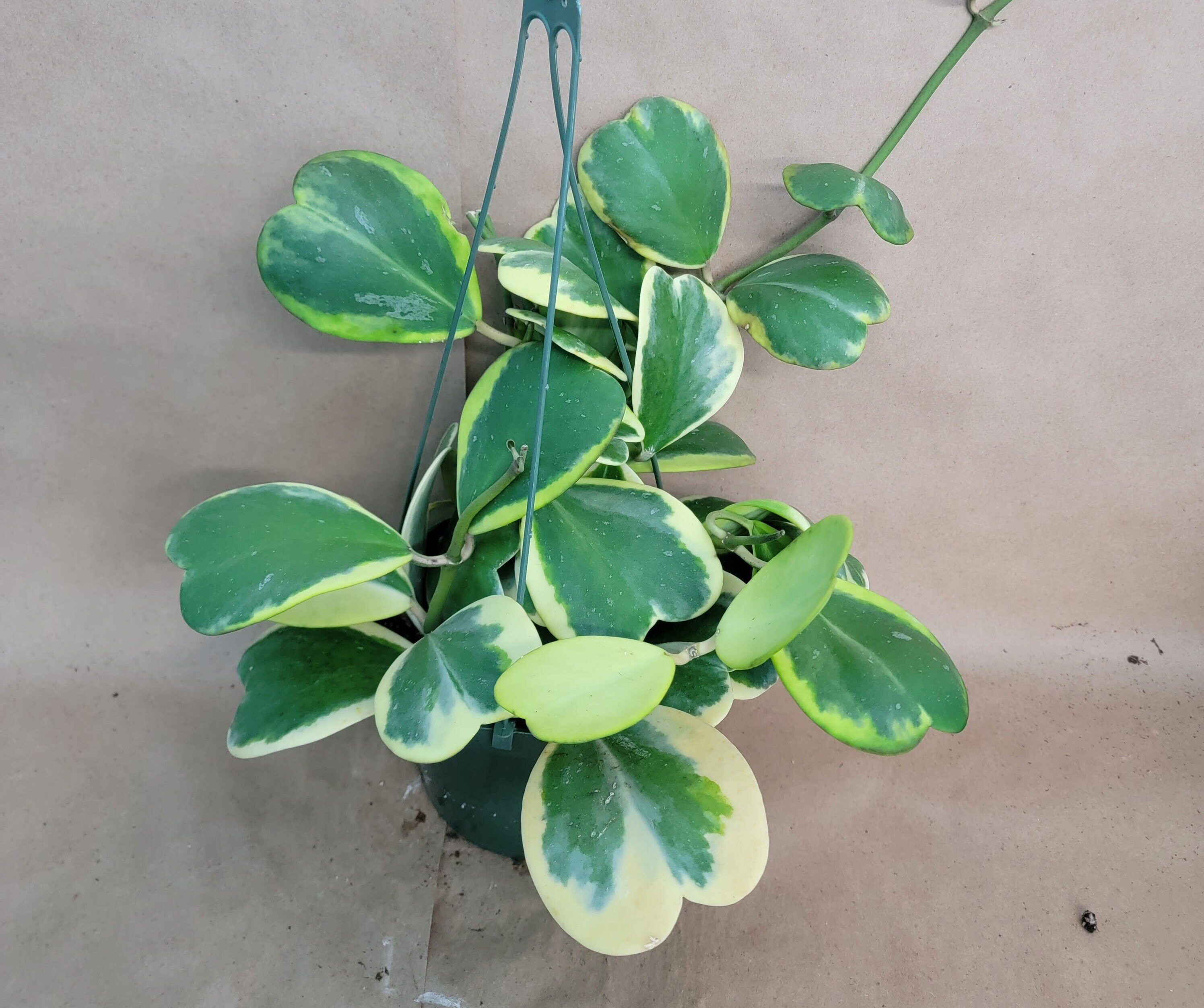 Variegated Hoya Kerrii  plant live rare indoor houseplants