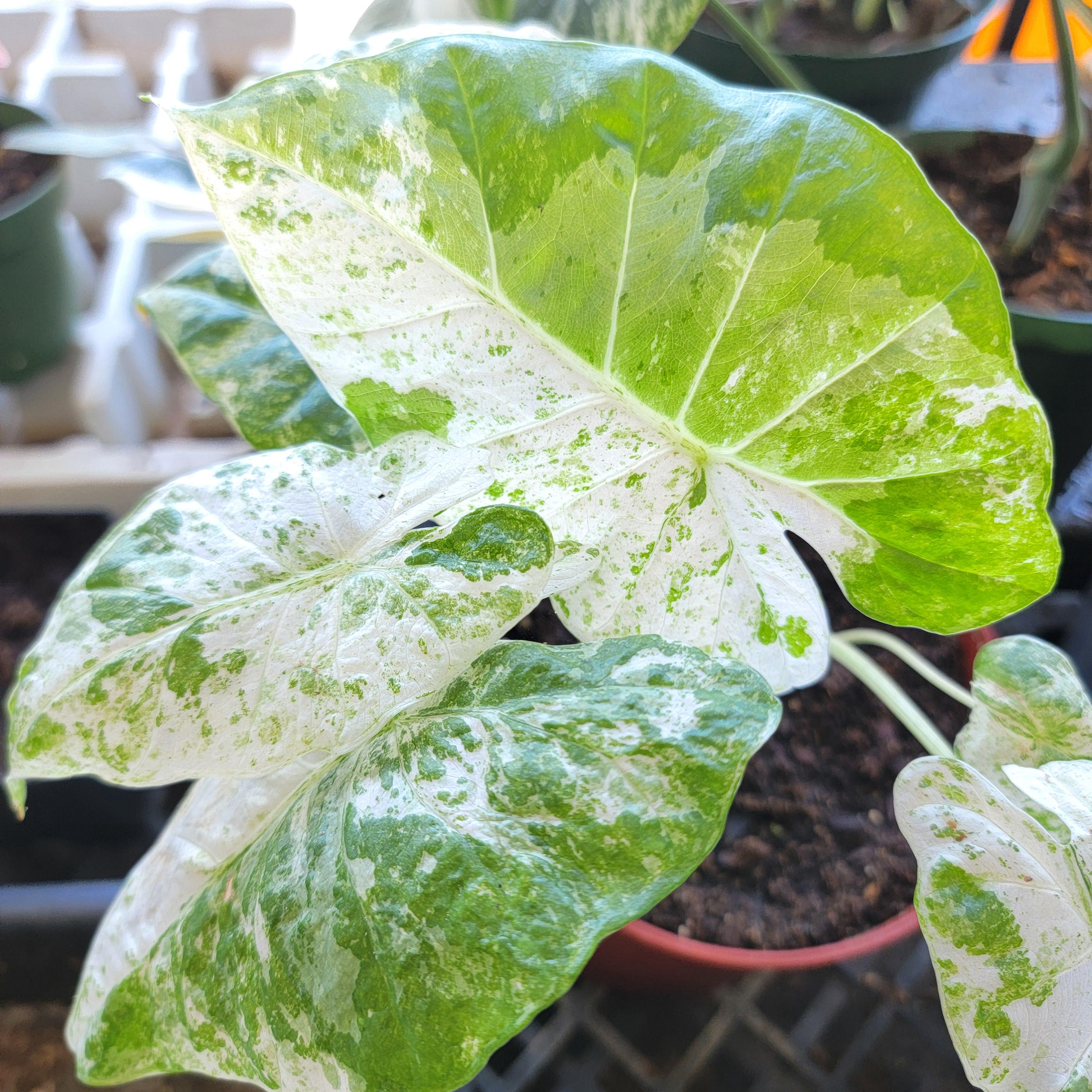 Alocasia macrorrhiza Camouflage – Rare Variegated Elephant Ear | Indoor Aroid | 4″ Pot Tropical Foliage Plant