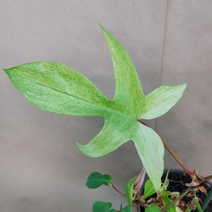 Philodendron Florida Ghost: Rare Tropical Aroid, White Leaves, Indoor Plant