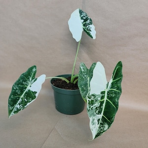 Alocasia Frydek Variegated – Rare Green Velvet Aroid | Collector Plant in 6″ Starter Pot | Variegated Indoor Houseplant