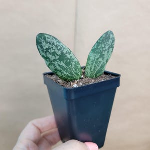 Rare Silver Speckled Hoya Sigillatis &#39;Borneo&#39; - 3&quot; Wax Plant